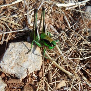 Dalmatien: DUGI OTOK > Bozava > Grüne Heuschrecke
