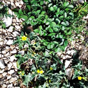 Blumen am Wegesrand