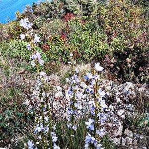Blumen am Wegesrand