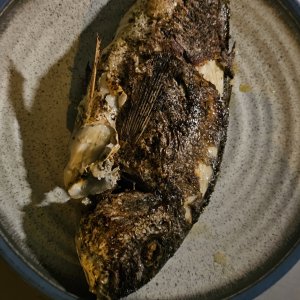 Dorade