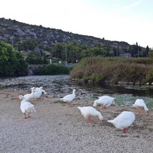 58_Kastel Stafilic.jpg