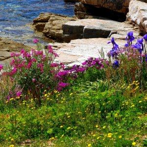 Istrien: KOROMACNO > Frühling am Meer
