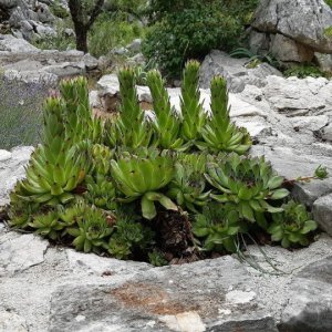 50_Kotlenice Höhle Vranjaca.jpg