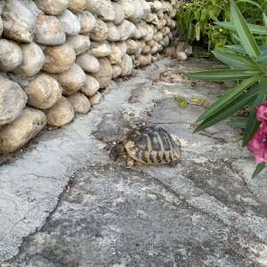 Dalmatinische Landschildkröte