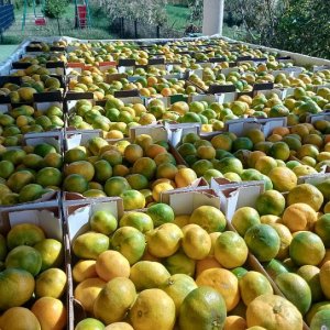 Mandarinenernte im Neretvatal