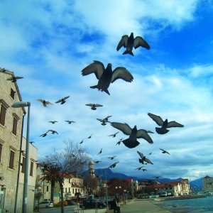 Taubenflug über Kastel Stari