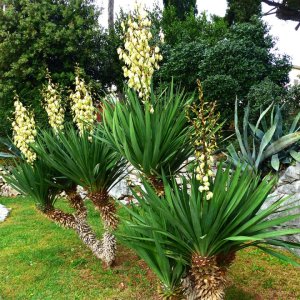 Palmenblüte