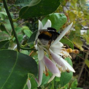 DSCF0438.JPG