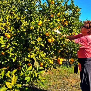 Mandarinenernte Oktober 2025