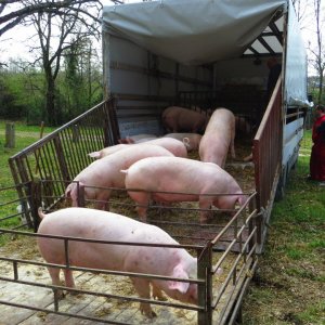 Istrien: ZMINJ>Schweineverkauf auf dem Sajam