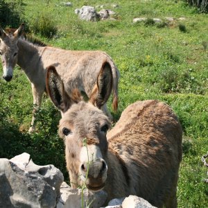 Mitteladalmatien > HVAR > neugierige Esel im Velo Polje