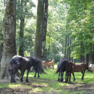 Landesinnere > LONJSKO POLJE >  frei laufende Kühe und Posavinapferde