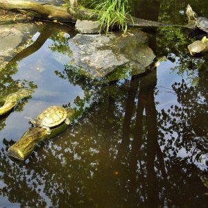 Magdeburg Schildkröten.JPG