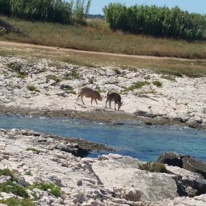 Istrien: LIZNJAN > Kühe in der Bucht