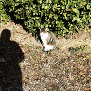 2025_12_Katze Resnik 02.jpg