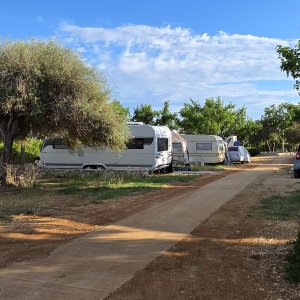 CP Terra Phalaris2