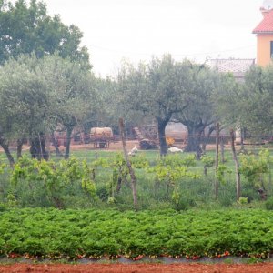 Erdbeeren, Weinreben, Olivenbäume und Gänse bei Pula