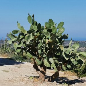großer Kaktus