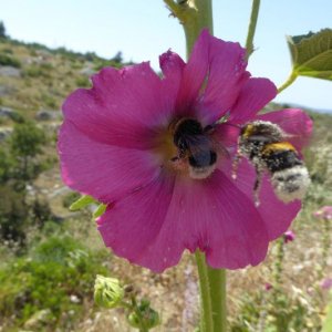 Mitteldalmatien: INSEL BRAC > Bienen im Anflug auf Stockmalve