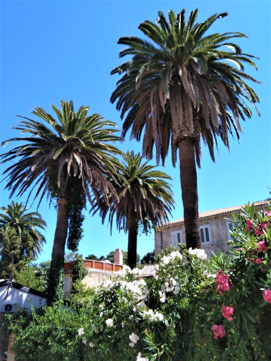 04 Cres 2019 Veli Losinj.jpg