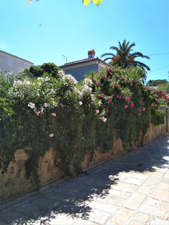 05 Cres 2019 Veli Losinj.jpg