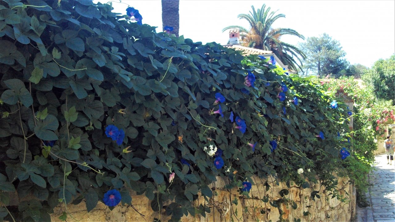 06 Cres 2019 Veli Losinj.JPG