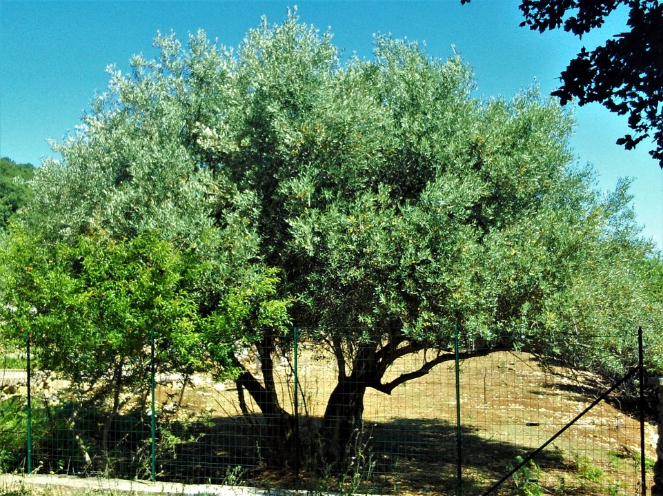 12 Beli Insel Cres.JPG