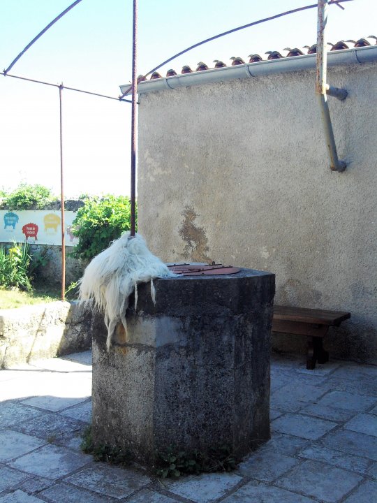 14 Cres 2019 Lubenice.JPG