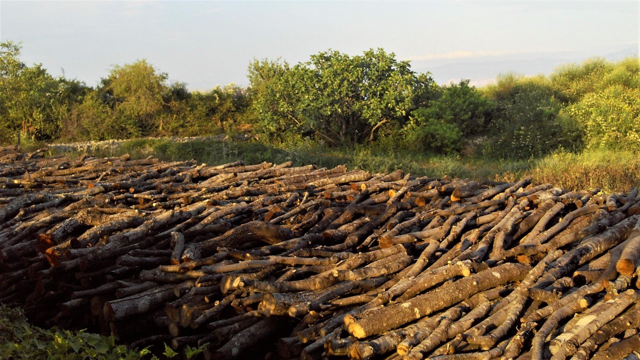 16 Cres 2019 Loznati.JPG