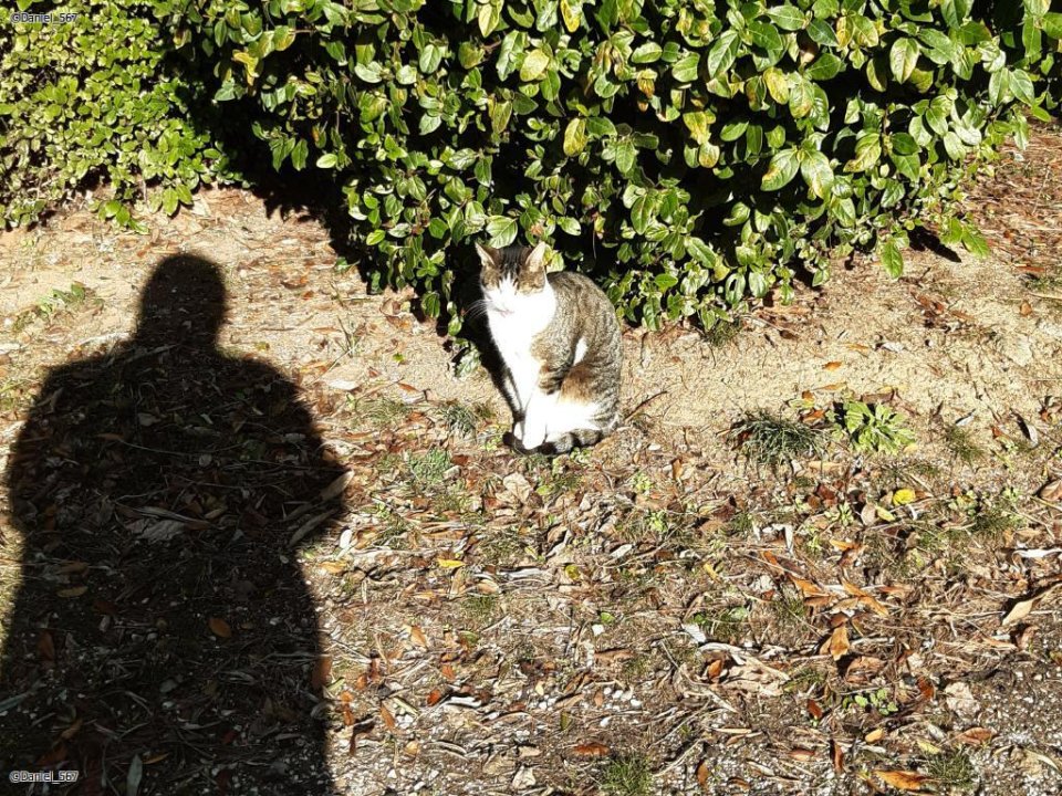 2025_12_Katze Resnik 02.jpg