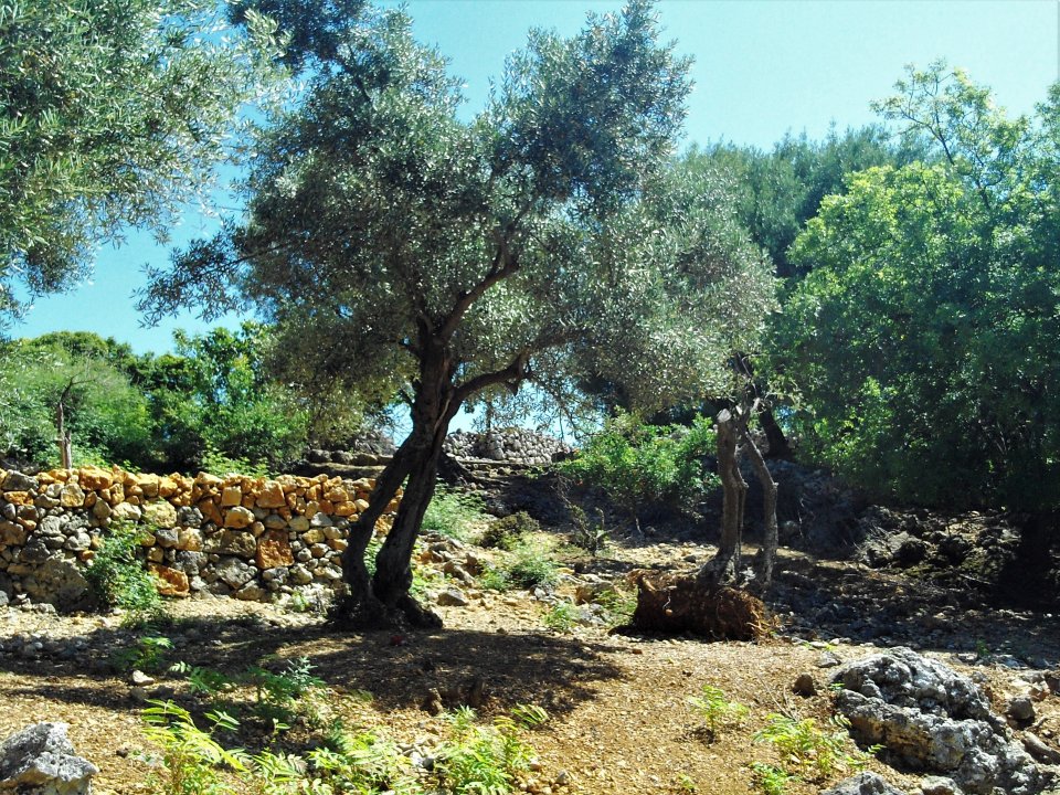 25 Beli Insel Cres.JPG