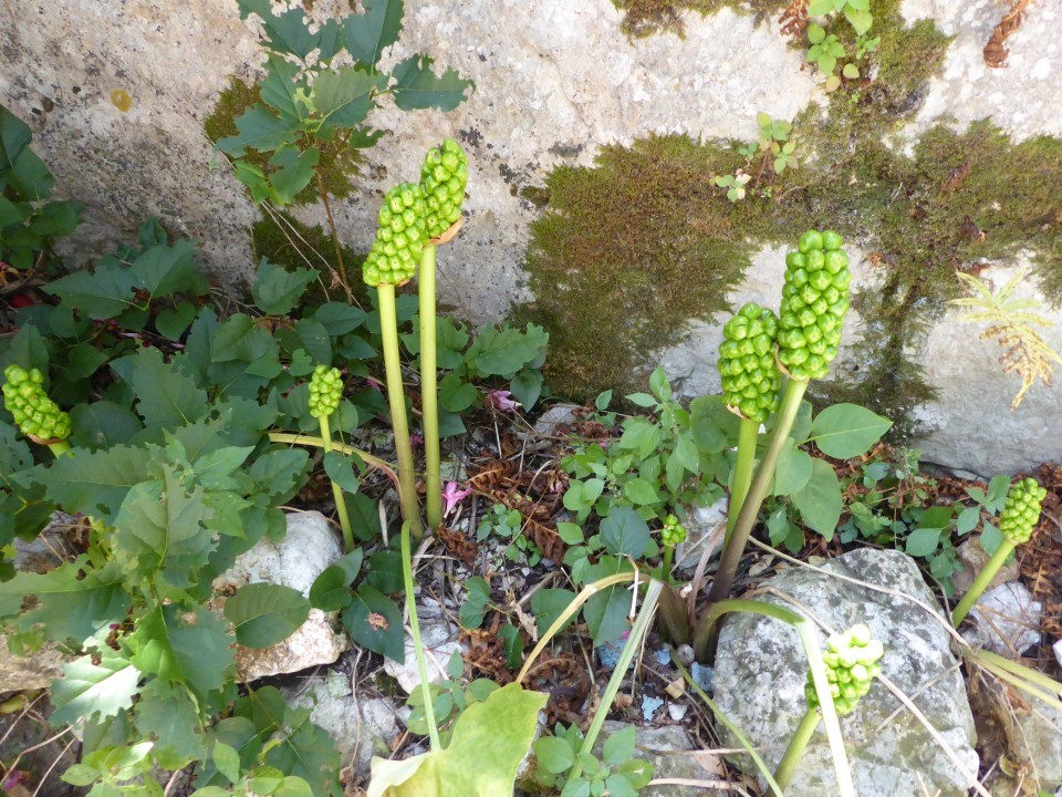Aaronstab, unreife Beeren