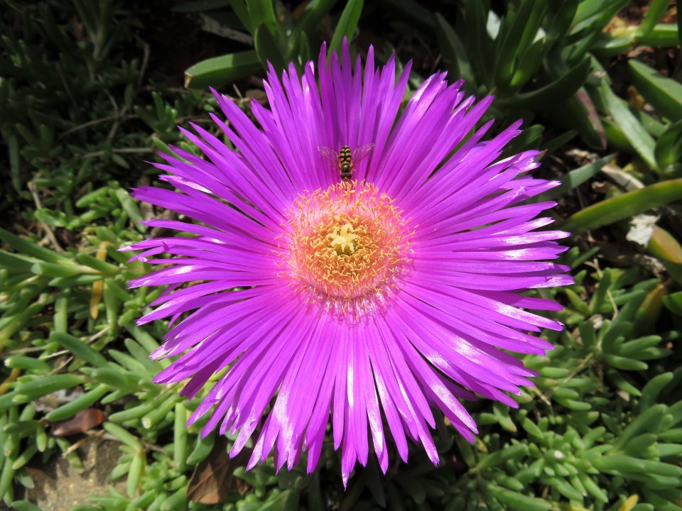 Blume im Hof mit Pseudobiene