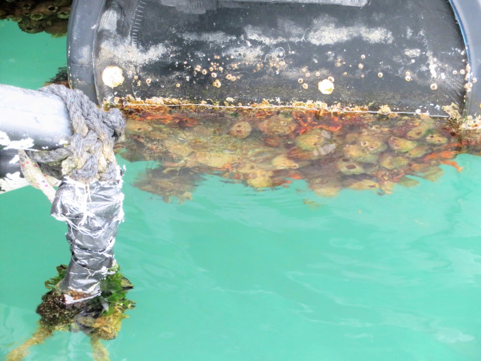 Bootsstegschwimmkörper am Ufer der Uvala Soline