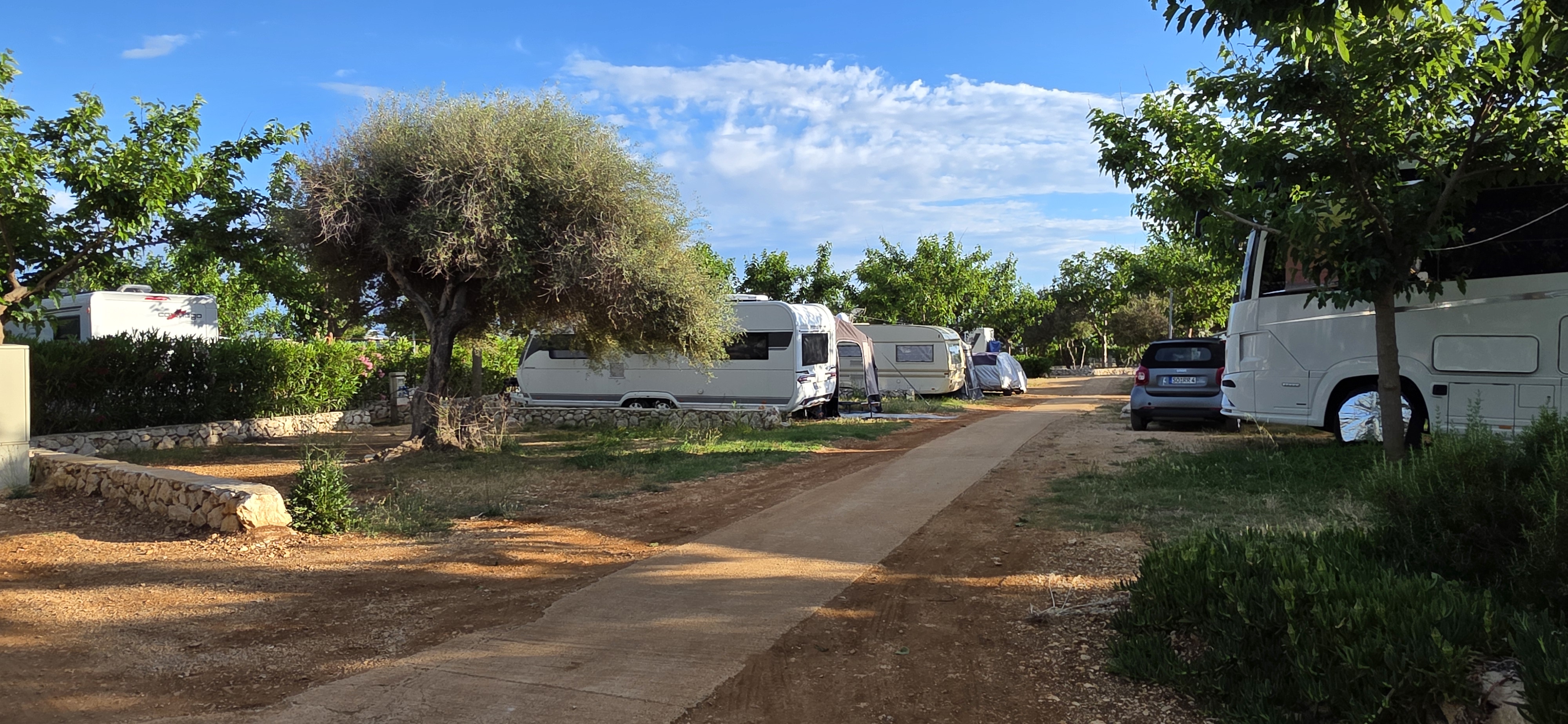 CP Terra Phalaris2