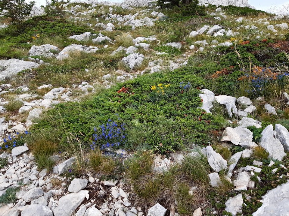 Dalmatien: BIOKOVO > Es blüht 1.jpg