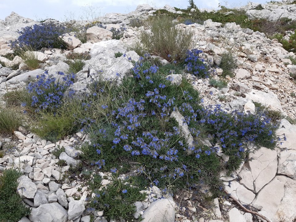 Dalmatien: BIOKOVO > Es blüht 2.jpg