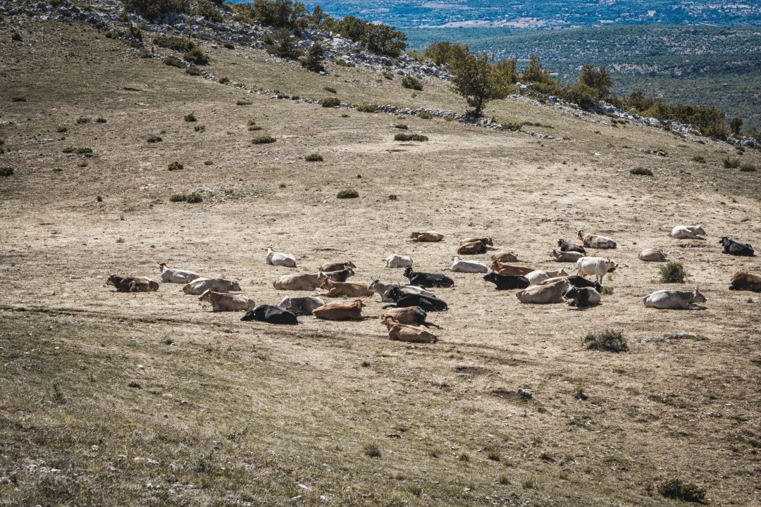 Dalmatien: DRNIS > irgendwo an der D33