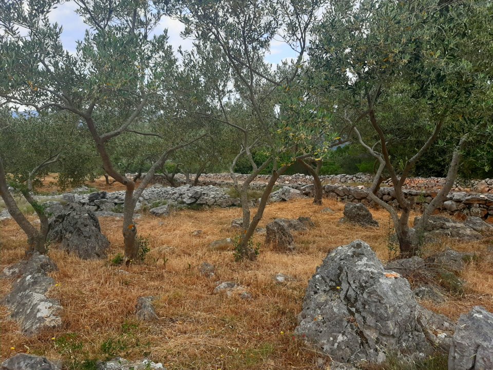 Dalmatien: INSEL HVAR > Blühende Olivenbäume