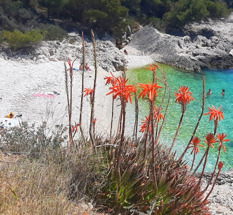 Dalmatien: INSEL HVAR > Blühendes an der Robinsonbucht