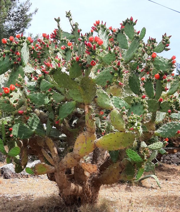 Dalmatien: INSEL HVAR > Kaktus