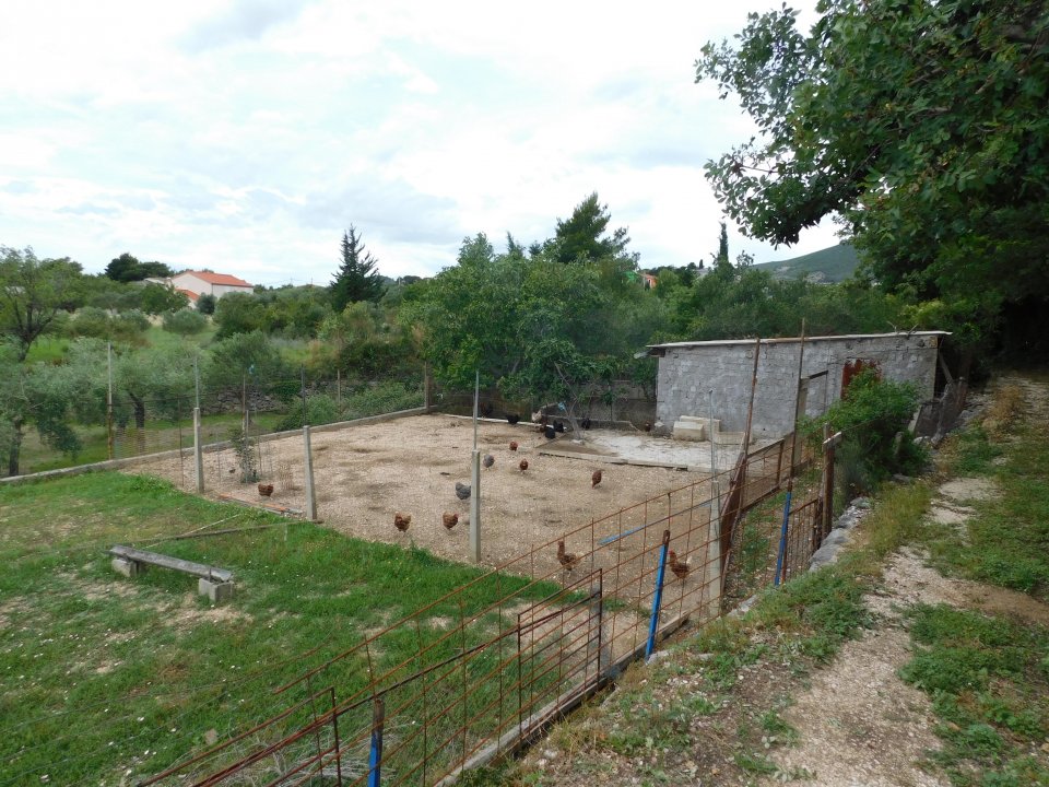 Dalmatien: Kastela> Hühnerhof