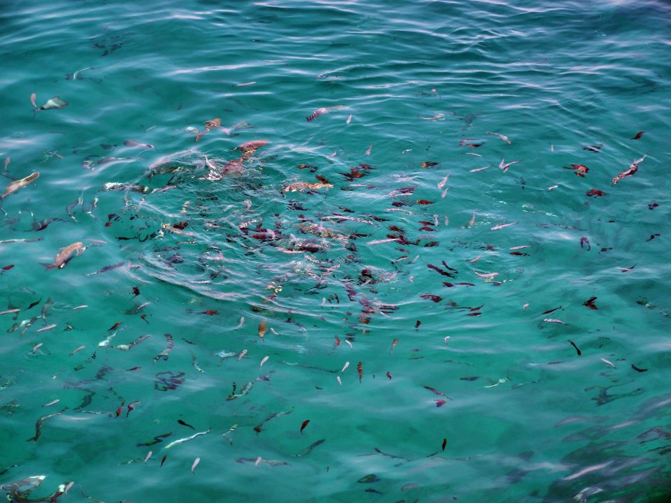 Dalmatien: Kornaten> Fischschwarm im Grünen