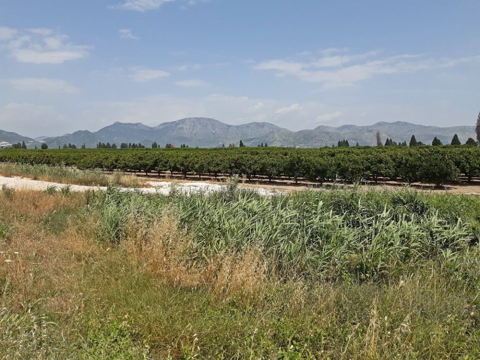 Dalmatien: NERETVADELTA > Plantage 3.jpg