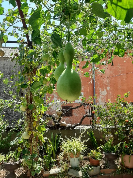 Dalmatien: NIN > Blühender Garten