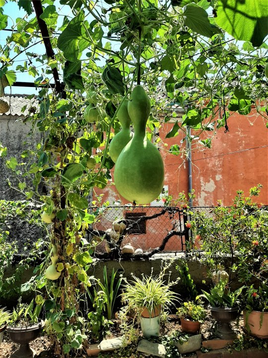 Dalmatien: NIN > Hinterhofgarten