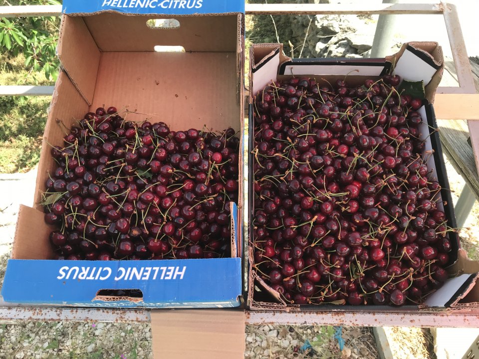 Dalmatien: NOVIGRAD>Kirschen am Straßenrand