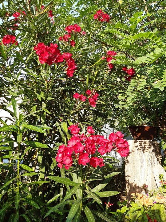 Dalmatien: PIROVAC > Es blüht.jpg