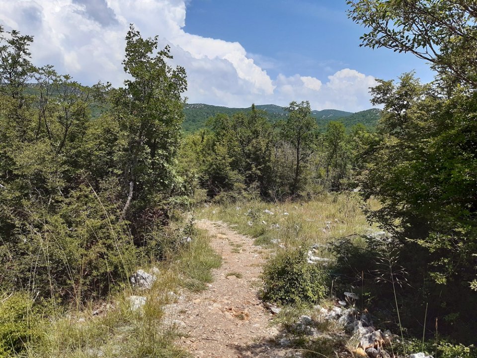 Dalmatien: RIMSKI BRUNARI > Grün.jpg