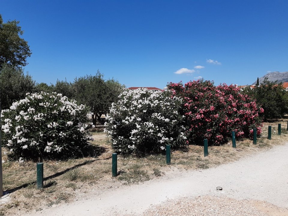 Dalmatien: SOLIN > Mediterranes Flair 1.jpg